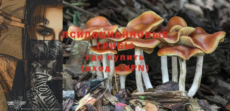 Псилоцибиновые грибы Psilocybine cubensis  Уссурийск 